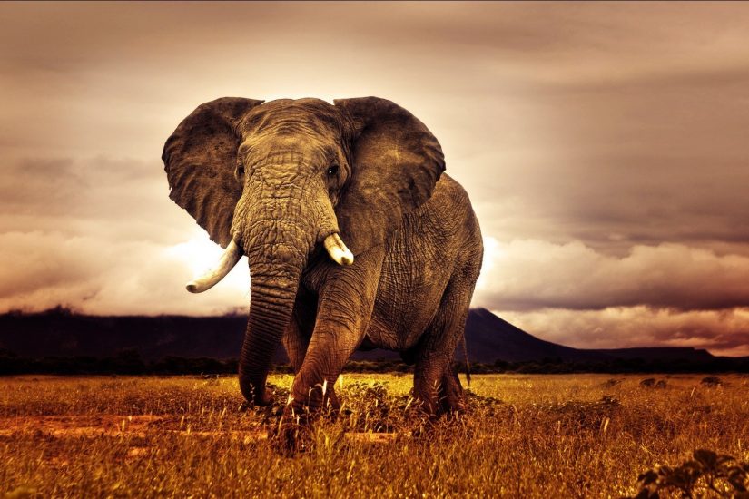 elephant-africa