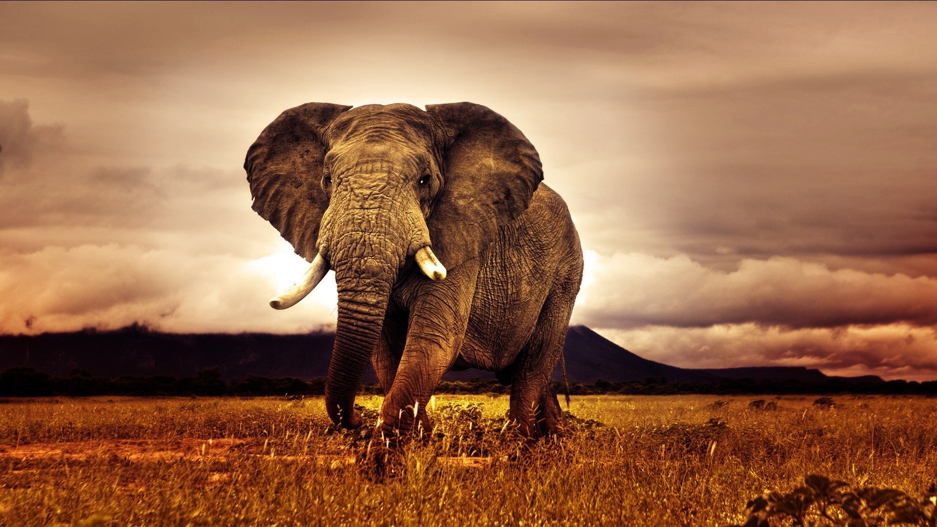 elephant-africa